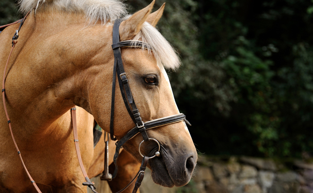 Sell Your Horse with Confidence